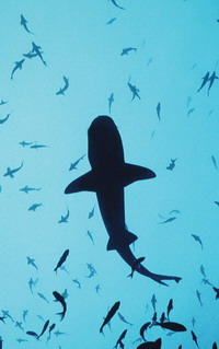 sharkcrop.jpg